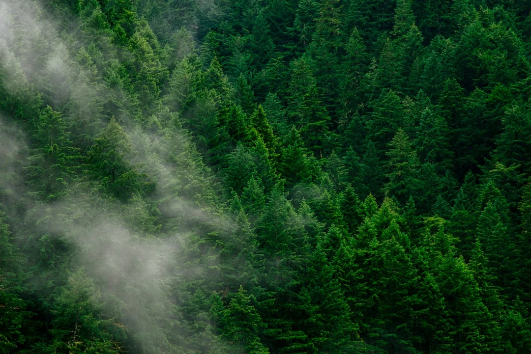 Forest.